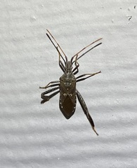 Leptoglossus corculus