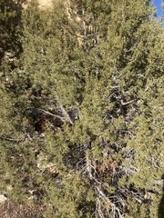 Juniperus osteosperma