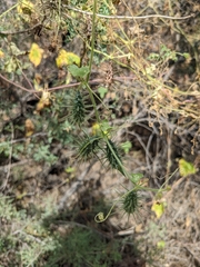 Echinopepon wrightii