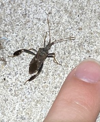 Leptoglossus corculus