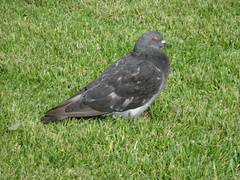Columba livia domestica
