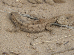 Liolaemus wiegmannii