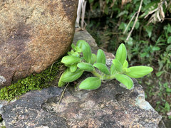 Columnea scandens