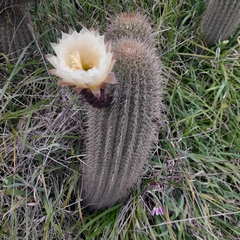Trichocereus chiloensis