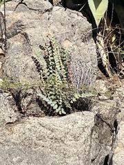 Astrolepis cochisensis