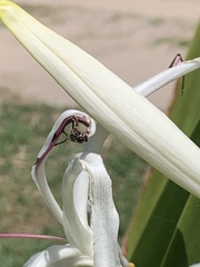 Tetragonula carbonaria