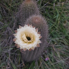 Trichocereus chiloensis