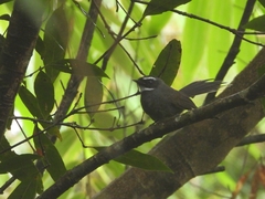 Rhipidura albicollis