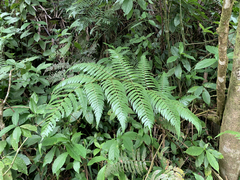 Cyathea borinquena