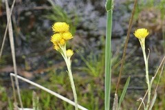 Chrysocephalum apiculatum