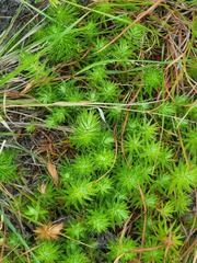 Melichrus procumbens
