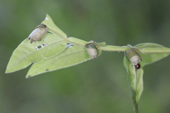 Synolabus nigripes