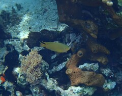 Pomacentrus moluccensis