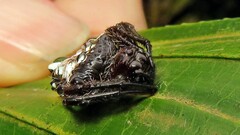 Verrucosa meridionalis