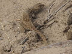 Liolaemus wiegmannii