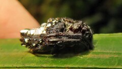 Verrucosa meridionalis