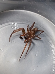 Araneae