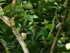 Lonchura leucogastroides