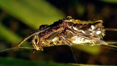 Verrucosa meridionalis