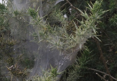 Tetranychus lintearius