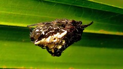 Verrucosa meridionalis