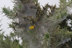 Tetranychus lintearius