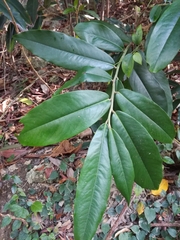 Diospyros blancoi