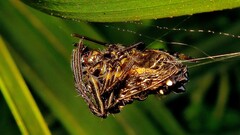 Verrucosa meridionalis