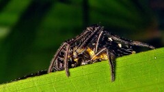 Verrucosa meridionalis