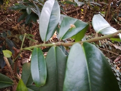 Diospyros blancoi