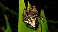 Verrucosa meridionalis