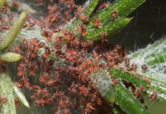 Tetranychus lintearius