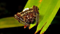 Verrucosa meridionalis