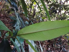 Diospyros blancoi