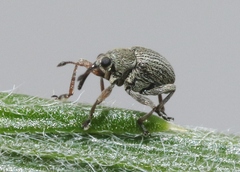 Exapion ulicis