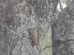 Lepidocolaptes angustirostris