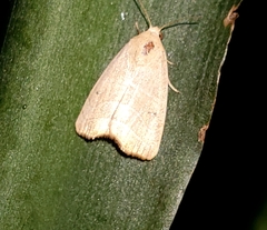 Bagisara repanda