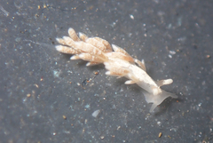 Trinchesia albocrusta