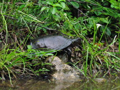 Kinosternon creaseri