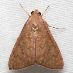 Anomis illita