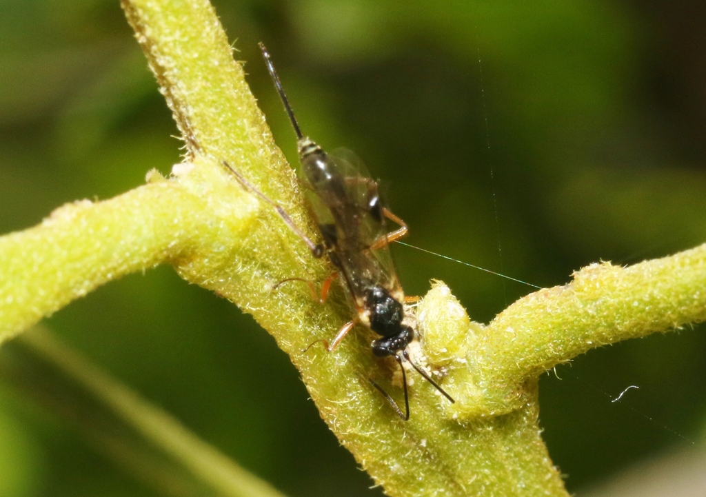 Pristomerus hawaiiensis