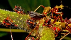 Dolichoderus attelaboides