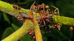Dolichoderus attelaboides