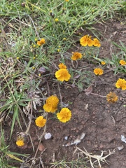 Tridax trilobata