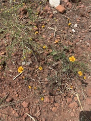 Tridax trilobata