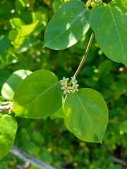Metastelma parviflorum
