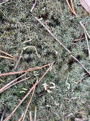 Polytrichum piliferum