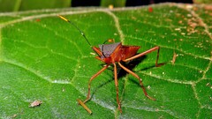 Leptoscelis elongator