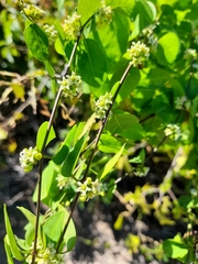 Metastelma parviflorum