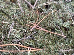 Polytrichum piliferum
